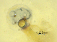 MM-1.掘り起こした光ファイバ