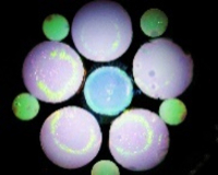 MM-8.微細構造が織りなす大輪の華
