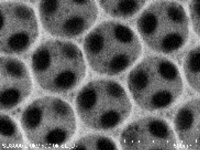 NM-7.逆オパール型フォトニック結晶